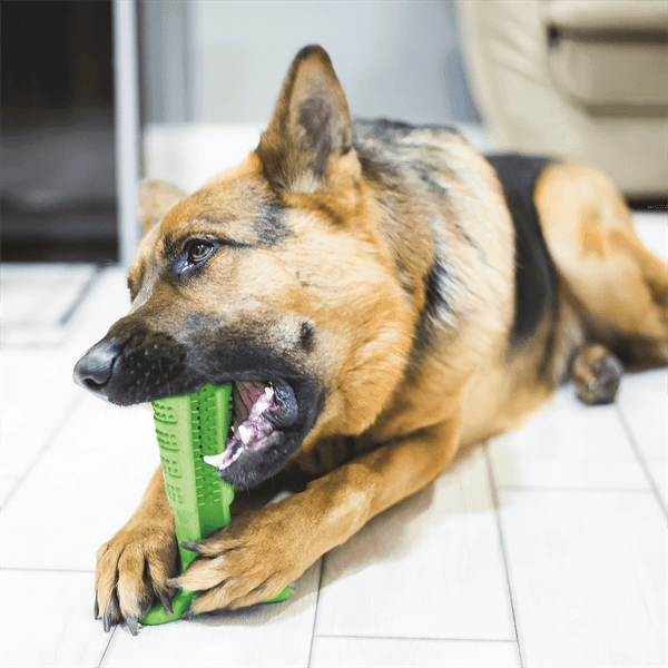 Bristly - Bristly Brushing Stick Large Heavy Chewer - Green