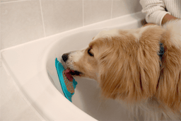 Finn & Winston - Finn & Winston BuzyBudz Treat Pad - Teal/Blue