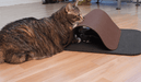 Finn & Winston - Finn & Winston Cat Play Tunnel & Mat