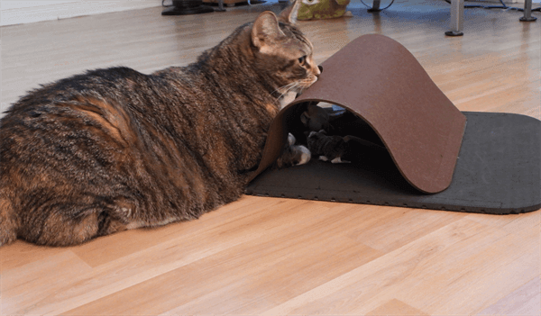 Finn & Winston - Finn & Winston Cat Play Tunnel & Mat