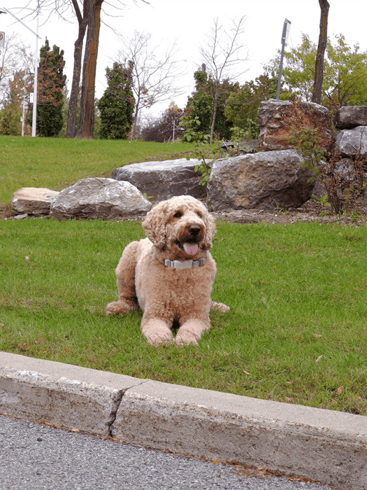 Finn & Winston - Finn & Winston No Bark Collar