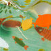 Manhattan Toy Riverbend Water Play Mat close-up showing floating fish shapes and water inside the mat.