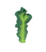 Oli & Carol - Oli & Carol Kendall the Kale Baby Teether Toy