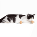 PrimeTime Petz - PrimeTime Petz Cork Bombs Cat Toys