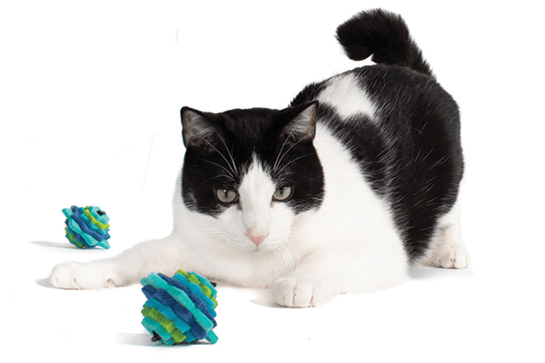 PrimeTime Petz - PrimeTime Petz Stacks Cat Toys