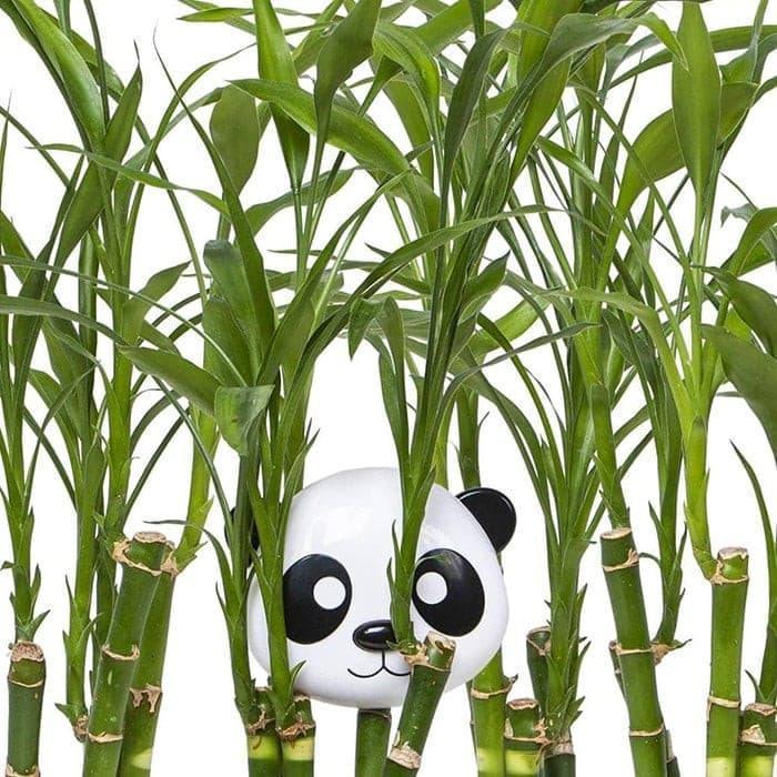 Melii® - Melii Snack Container